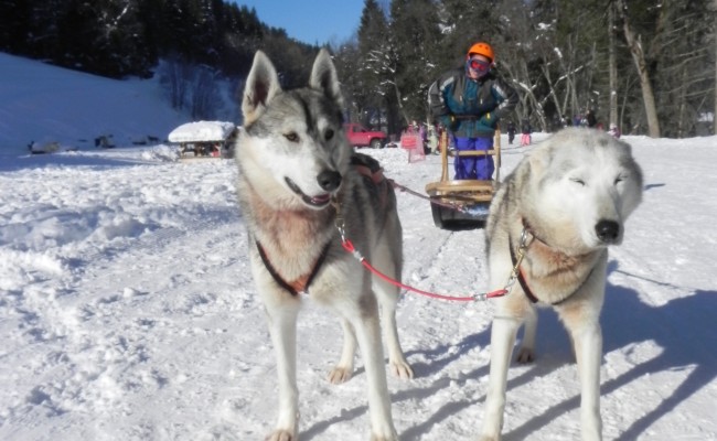 Photo séjour Au Rythme des Huskies