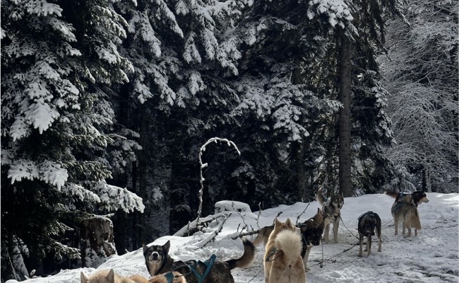 Photo séjour Au Rythme des Huskies