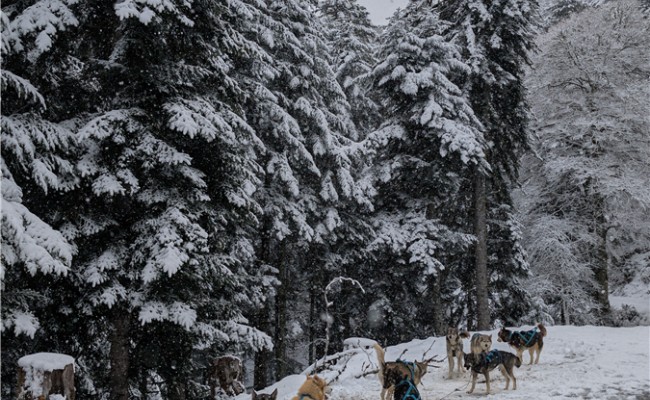 Photo séjour Au Rythme des Huskies