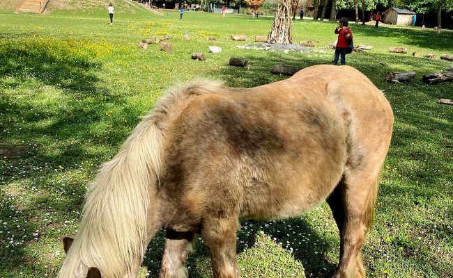 Photo séjour Cocktail aventures junior